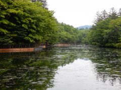 鳩山さんとこの池