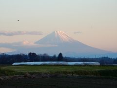 夕陽をまとった女王