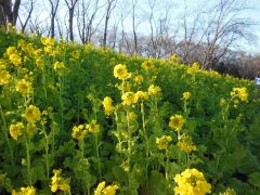 菜の花や 根岸を下れば 日の暮るる