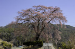 山の上の枝垂れ桜
